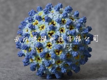 3D打印制作彩色乙肝病毒（Hepatitis B virus, HBV）模型效果展示