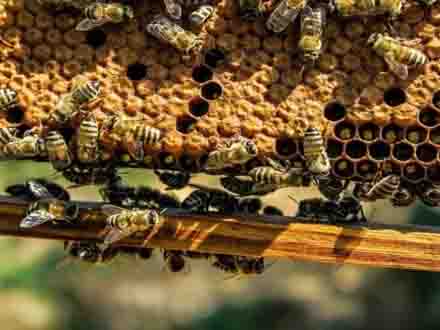 墨西哥农业大学利用3D打印蜂巢提高蜂蜜产量